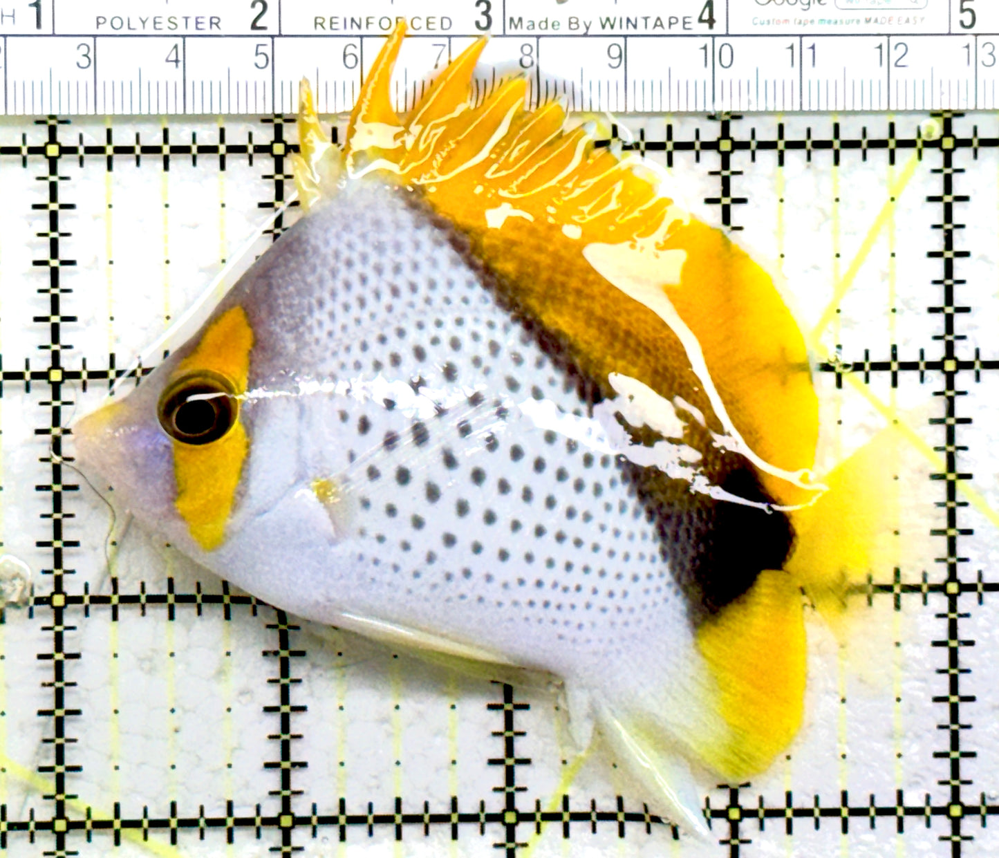 Declivis Butterflyfish DB082202 WYSIWYG size: L 4" approx