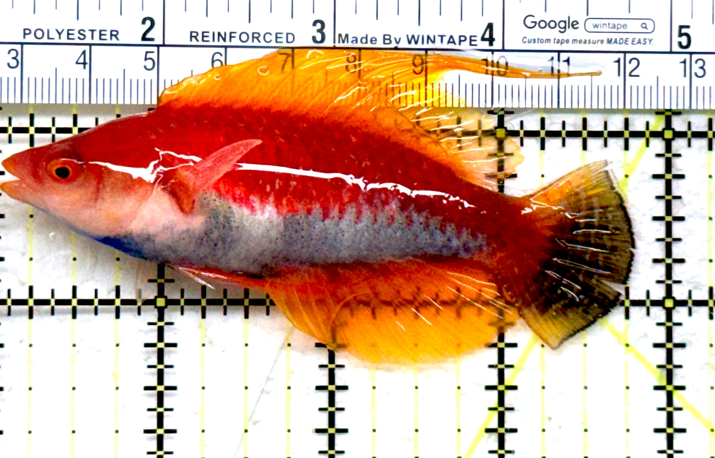 HighFin Fairy Wrasse (Maldives Special Grade) HFW082201 WYSIWYG Size: SHOW 3.75" approx