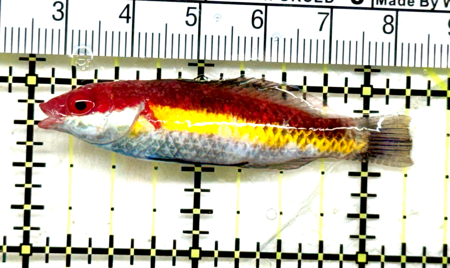 Naoko's Fairy Wrasse NFW082201 WYSIWYG Size: L 2.25" approx