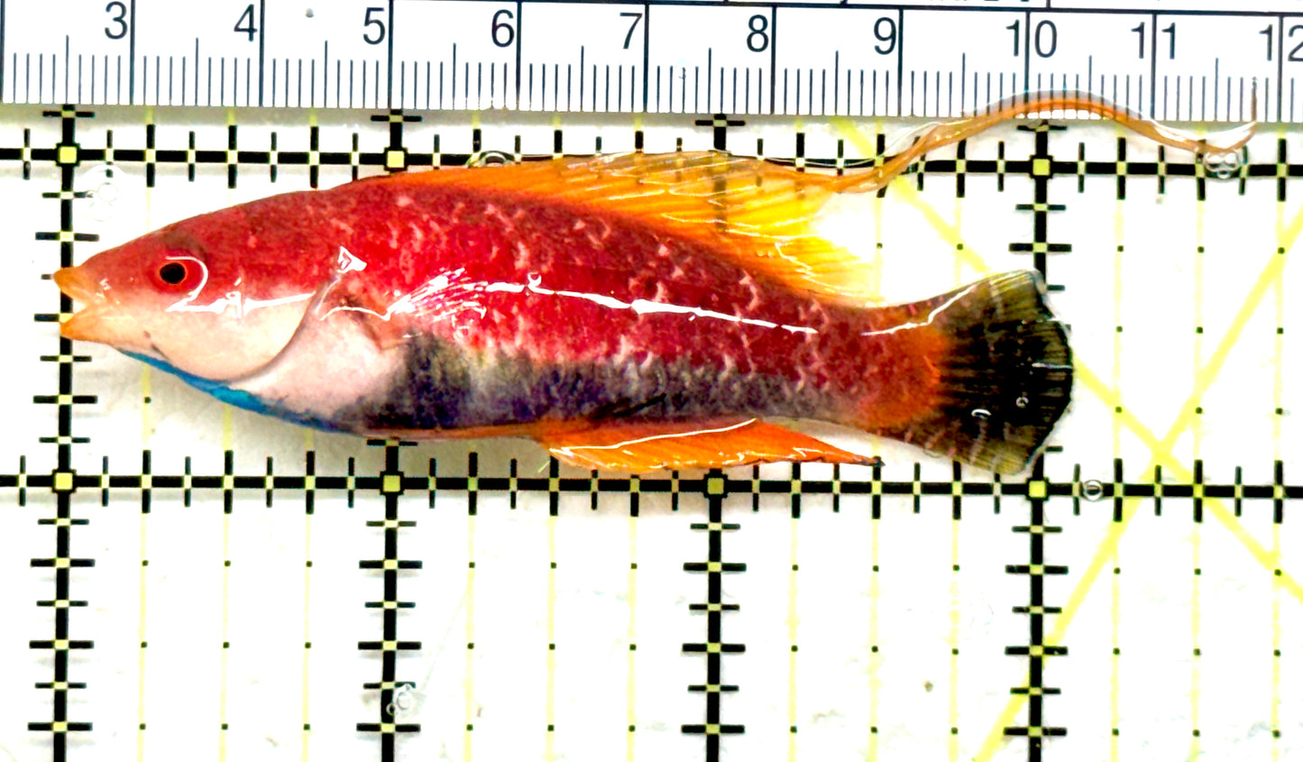 HighFin Fairy Wrasse (Maldives Special Grade) HFW082202 WYSIWYG Size: SHOW 3" approx (Copy)