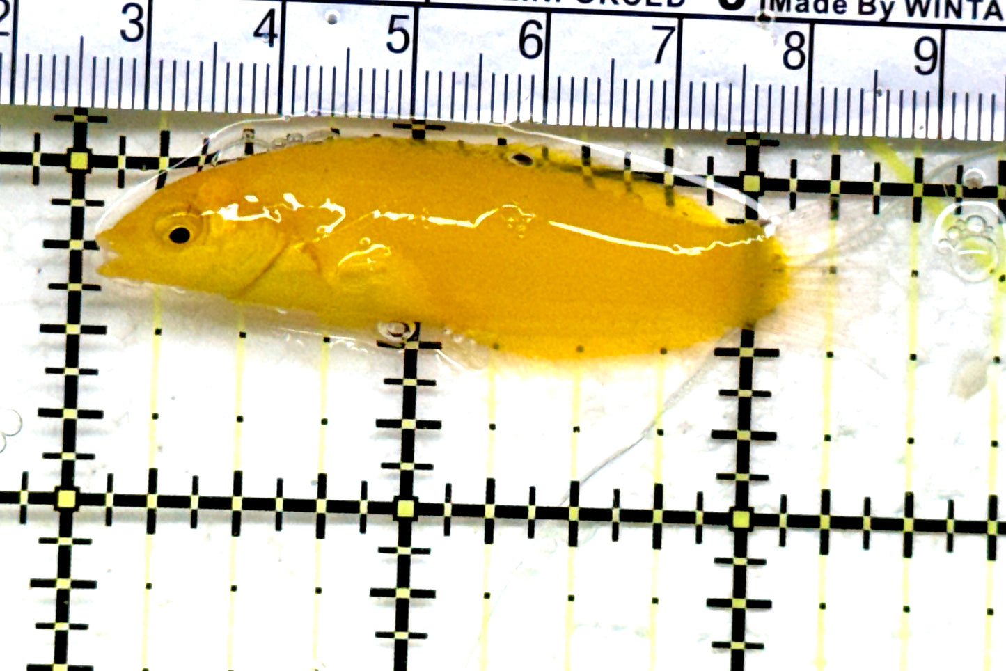 Yellow Coris Wrasse YCW082201 WYSIWYG Size: M 2.5" Approx