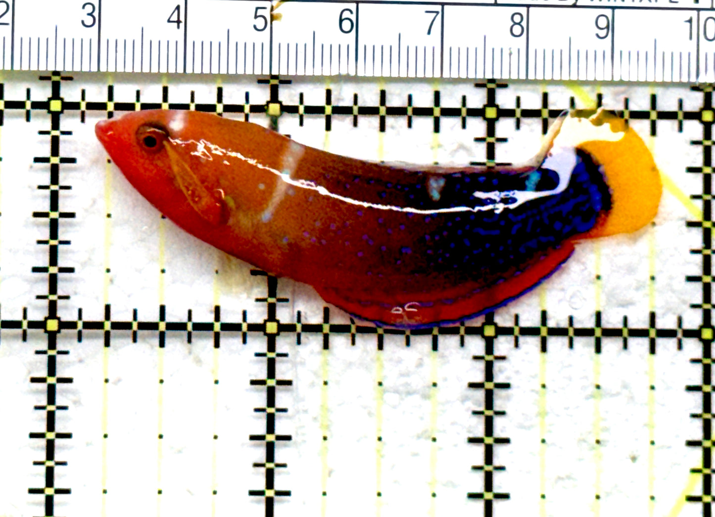African Red Clown Coris Wrasse Adult ARCCWA082201 WYSIWYG Size: Tiny 2,5" approx