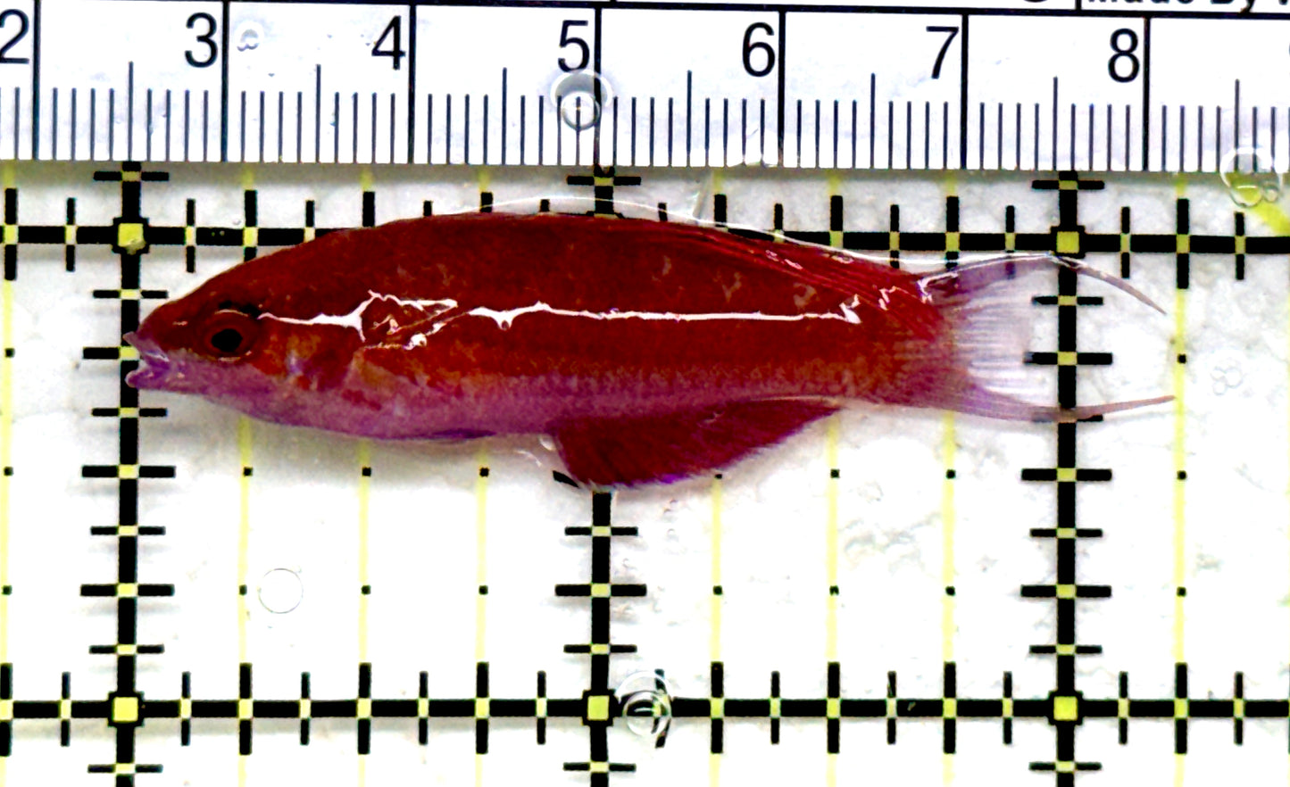 Blue Flasher Wrasse BFW082201 WYSIWYG Size: L 2.25" approx