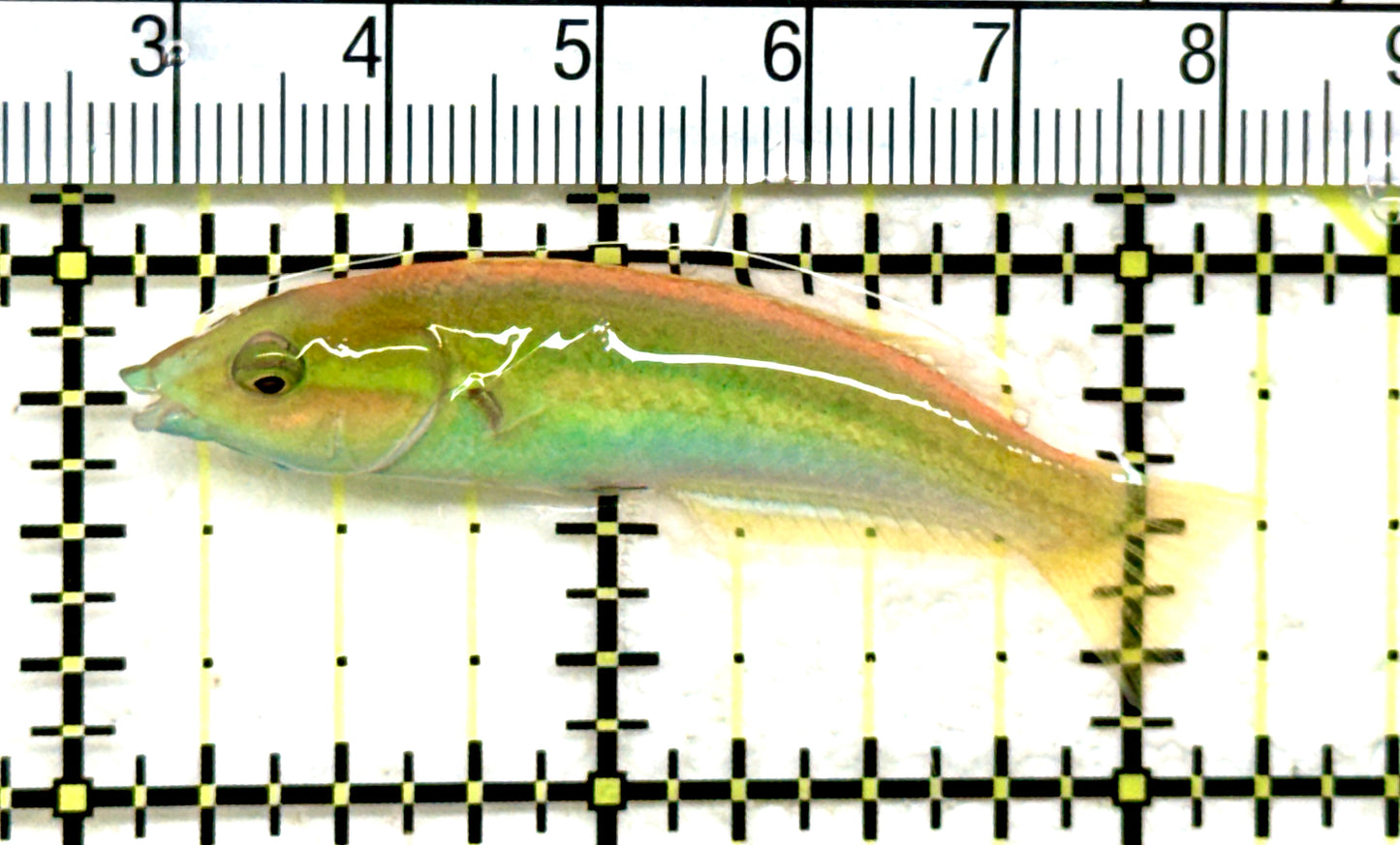 Multicolor Pencil Wrasse MPW082301 WYSIWYG Size: M 2.25" approx