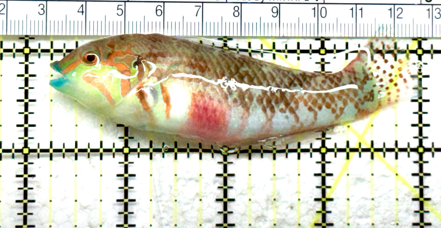 Nebulous Picture Wrasse NPW082201 WYSIWYG Size: SHOW 3.75" approx