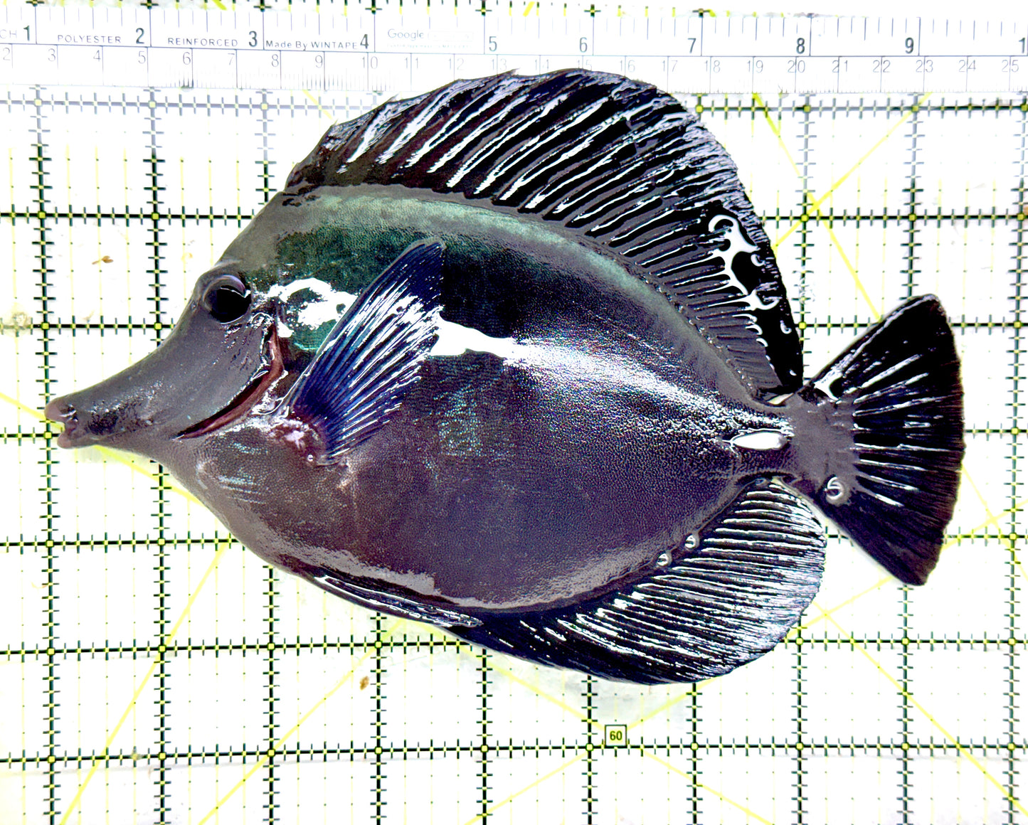 Black Tang BT082201 WYSIWYG Size: XXL show 8.5" approx