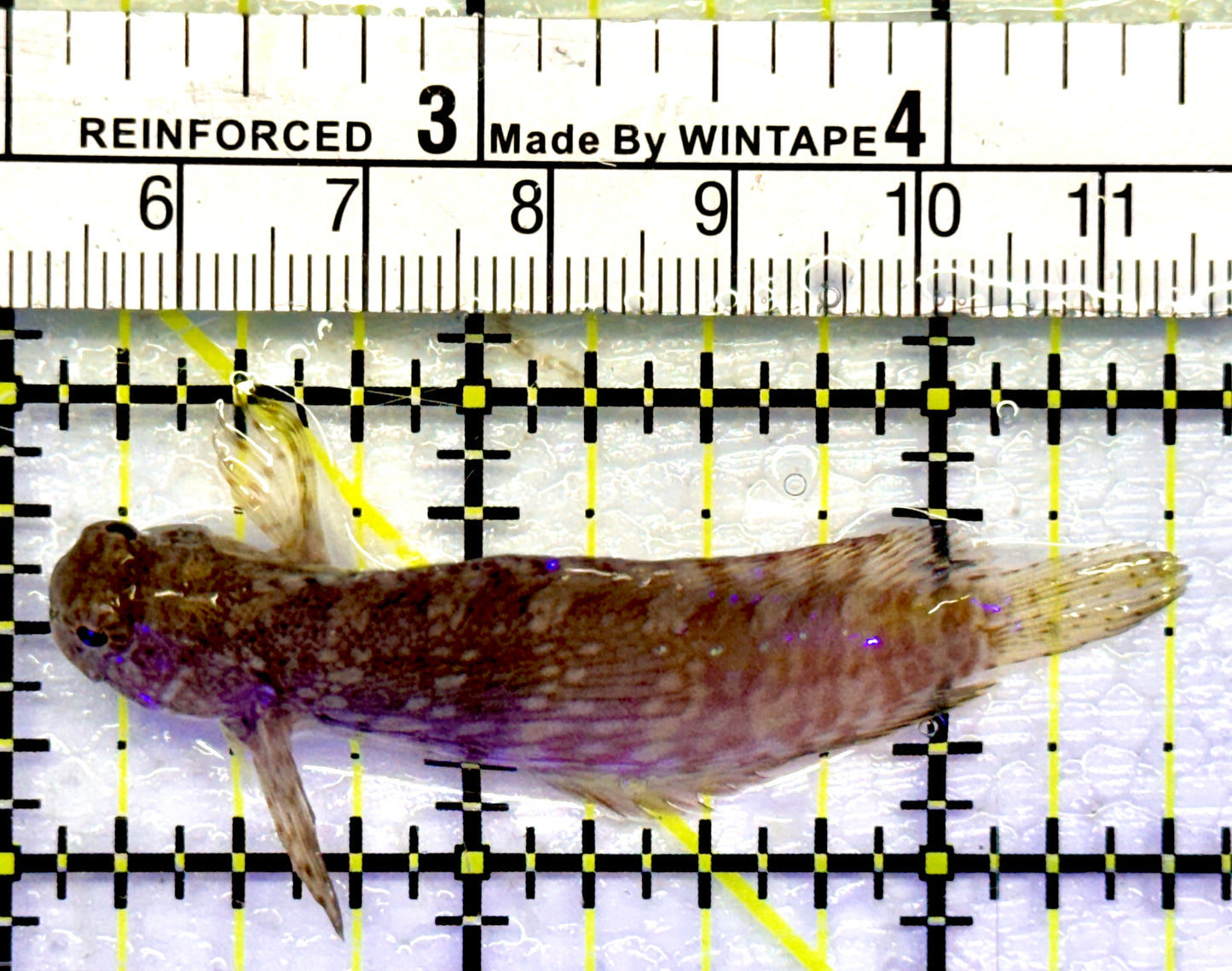 Starry Blenny SB071301 WYSIWYG Size: S 2.5"