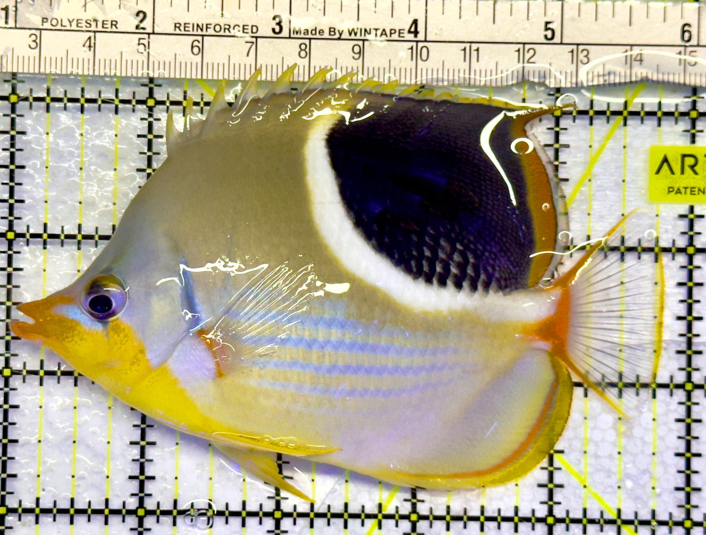 Saddleback Butterflyfish SB071401 WYSIWYG Size: L 4.75"