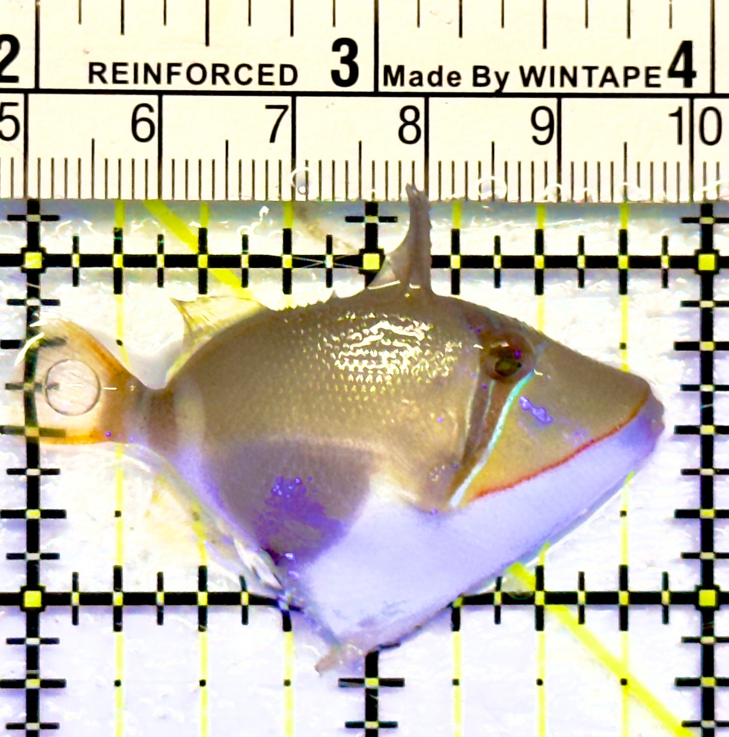 Bursa Triggerfish BT071402 WYSIWYG Size: S 2"