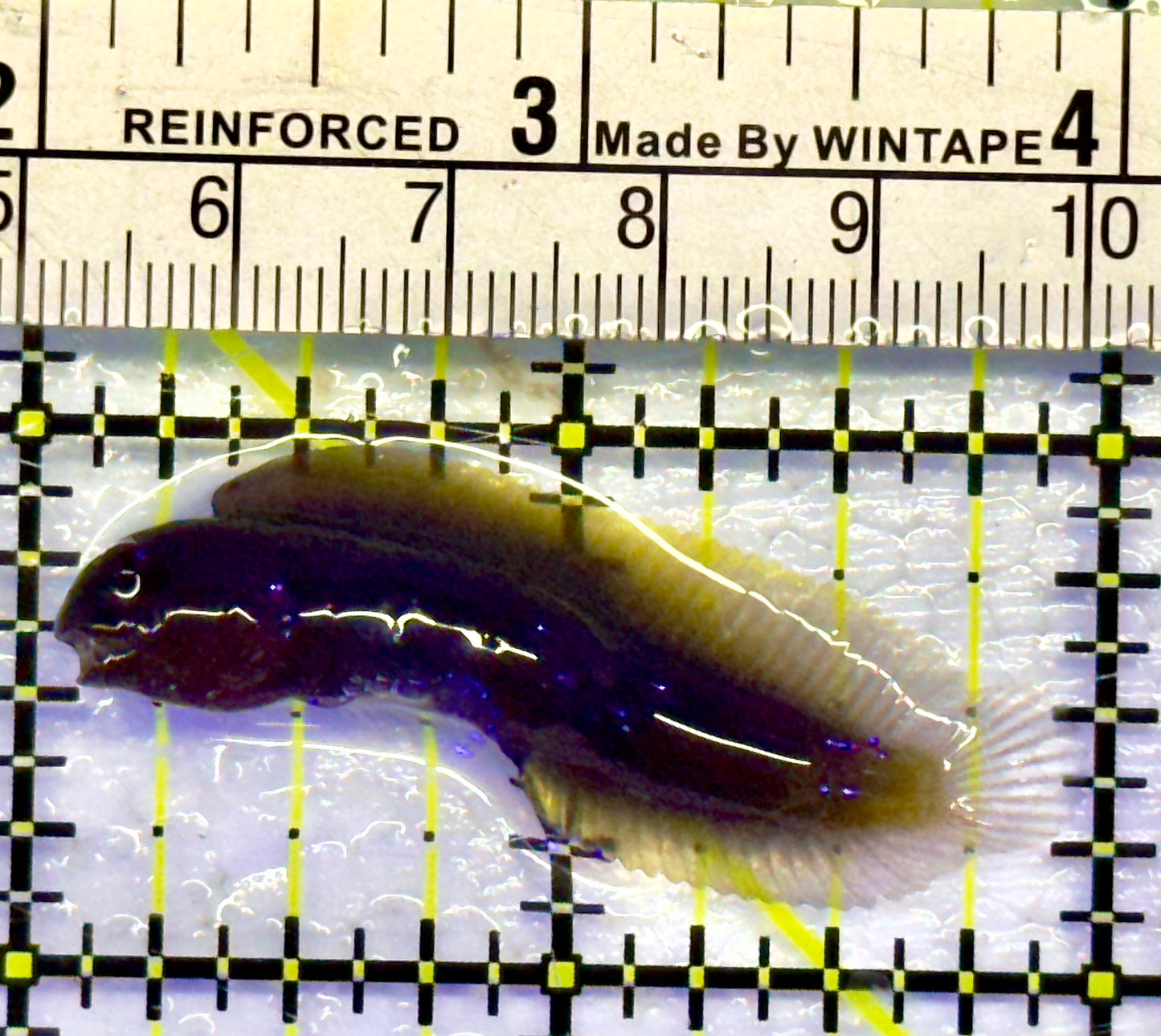 Goldentail Combtooth Blenny GCB071401 WYSIWYG Size: 2"