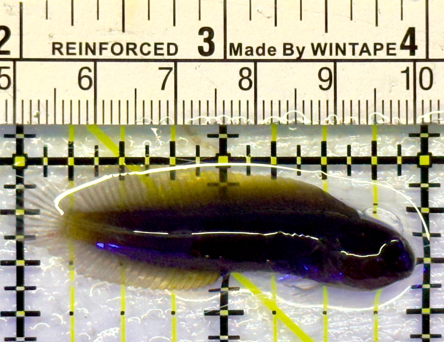 Goldentail Combtooth Blenny GCB071401 WYSIWYG Size: 2"