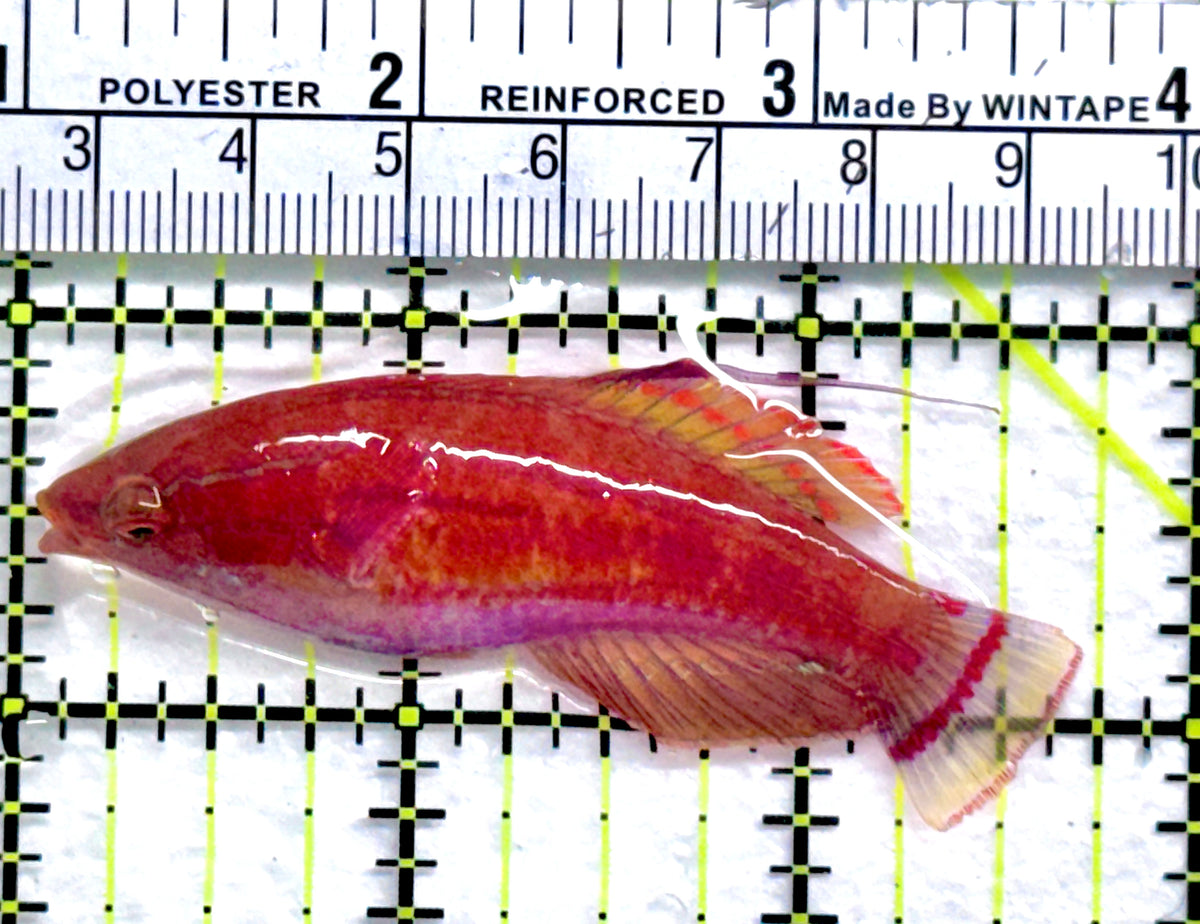 Carpenter's Flasher Wrasse CFW091301 WYSIWYG Size: XL 2.75"