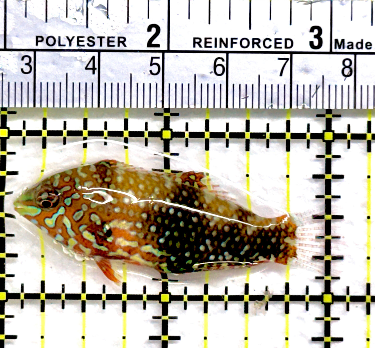 Ornate Leopard Wrasse OLW091301 WYSIWYG Size: S 2" approx