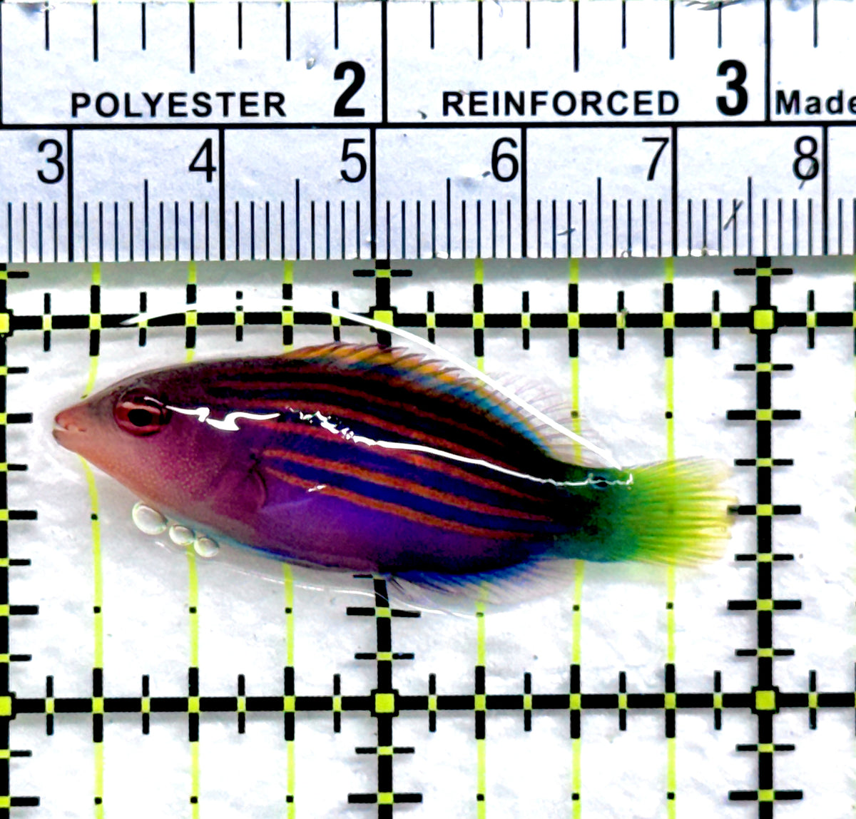 Six Line Wrasse (Indo) SLW091301 WYSIWYG Size: L 1.75" approx