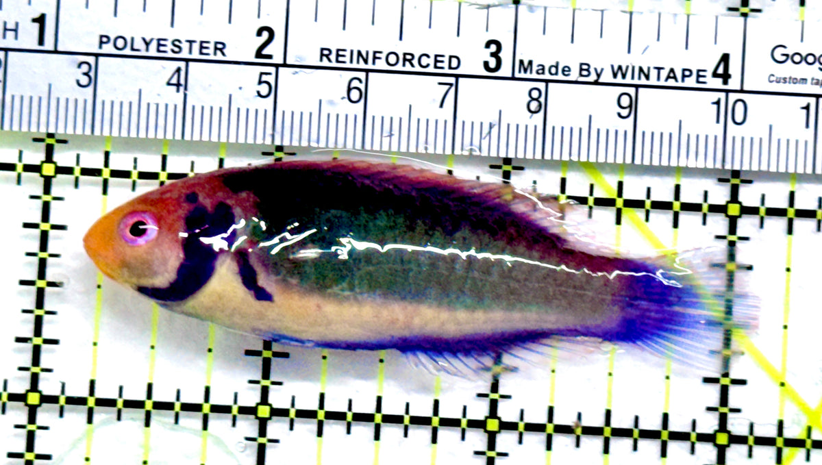 Redhead Solor (Clown Fairy) Wrasse RSW091302 WYSIWYG Size: L 3" approx
