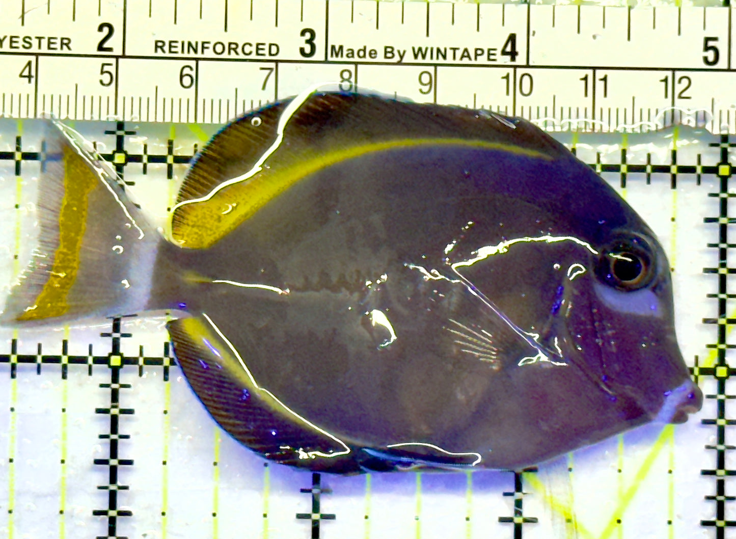 Gold Rim Tang GRT071401 WYSIWYG Size: ML 3.5"