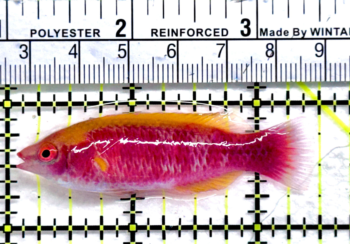 Lubbock's Fairy Wrasse LFW091301 WYSIWYG Size: SHOW 2.5" approx
