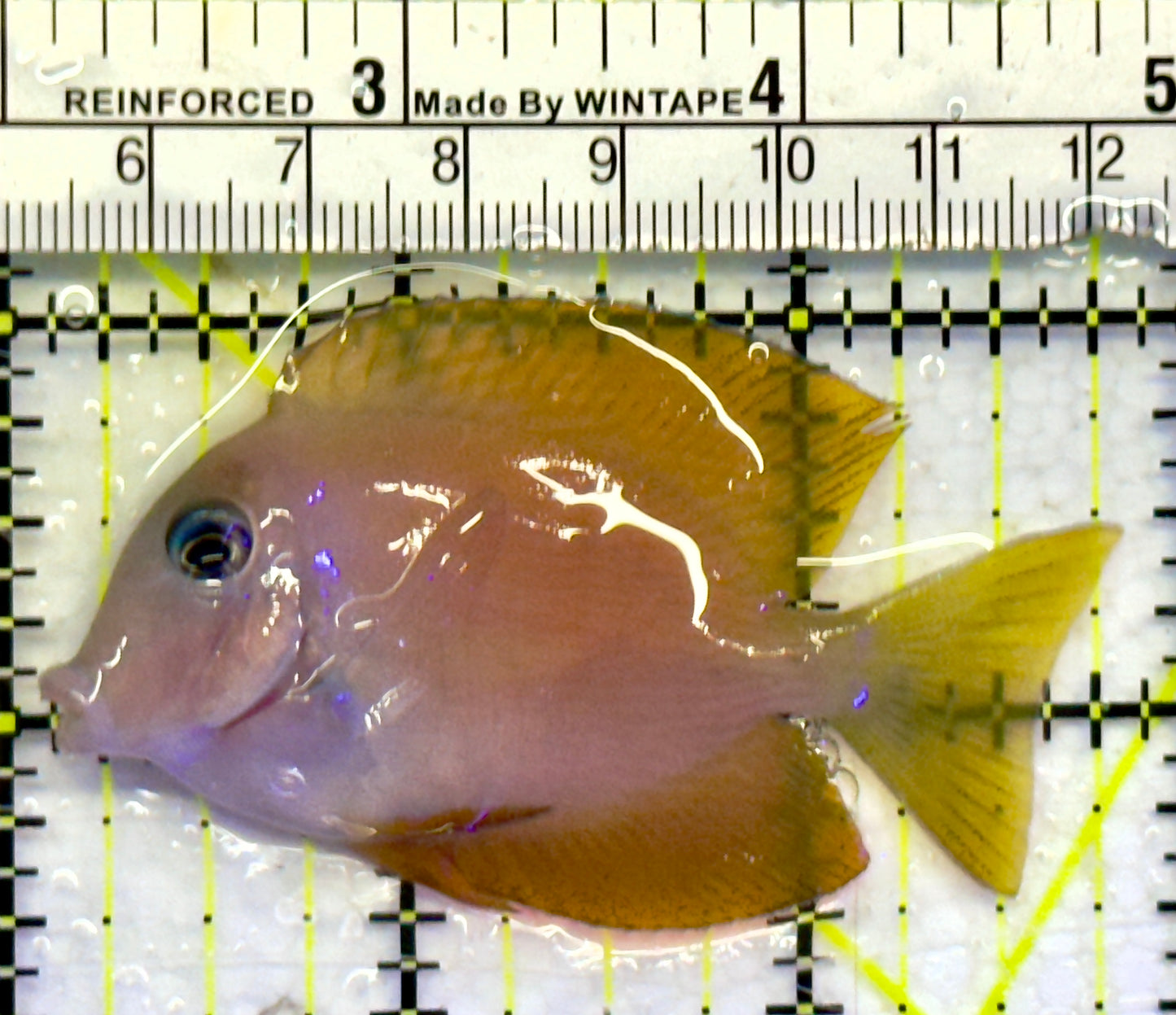 Blue Eye Kole Tang BET071402 WYSIWYG Size: S 2.75"