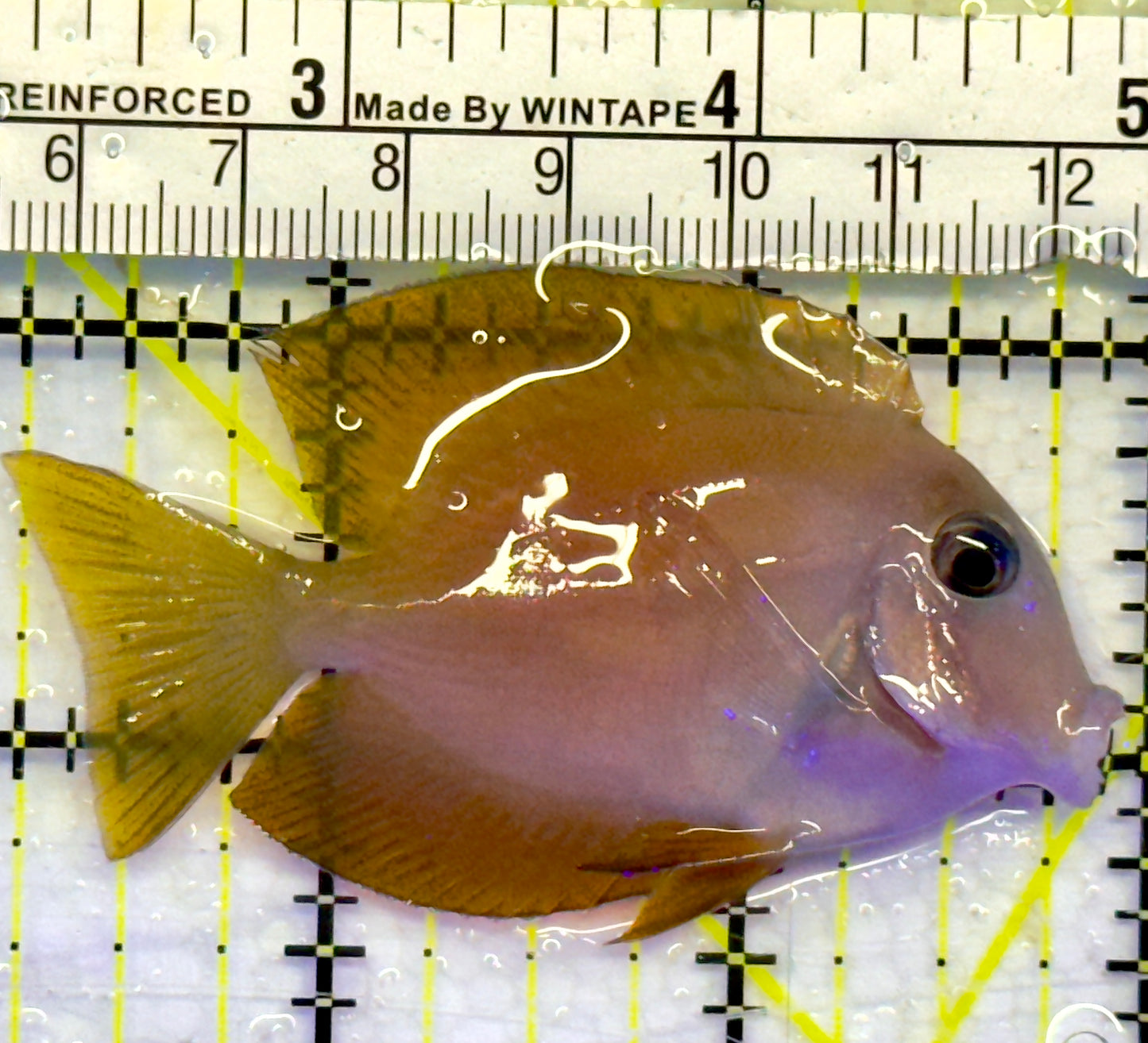 Blue Eye Kole Tang BET071402 WYSIWYG Size: S 2.75"