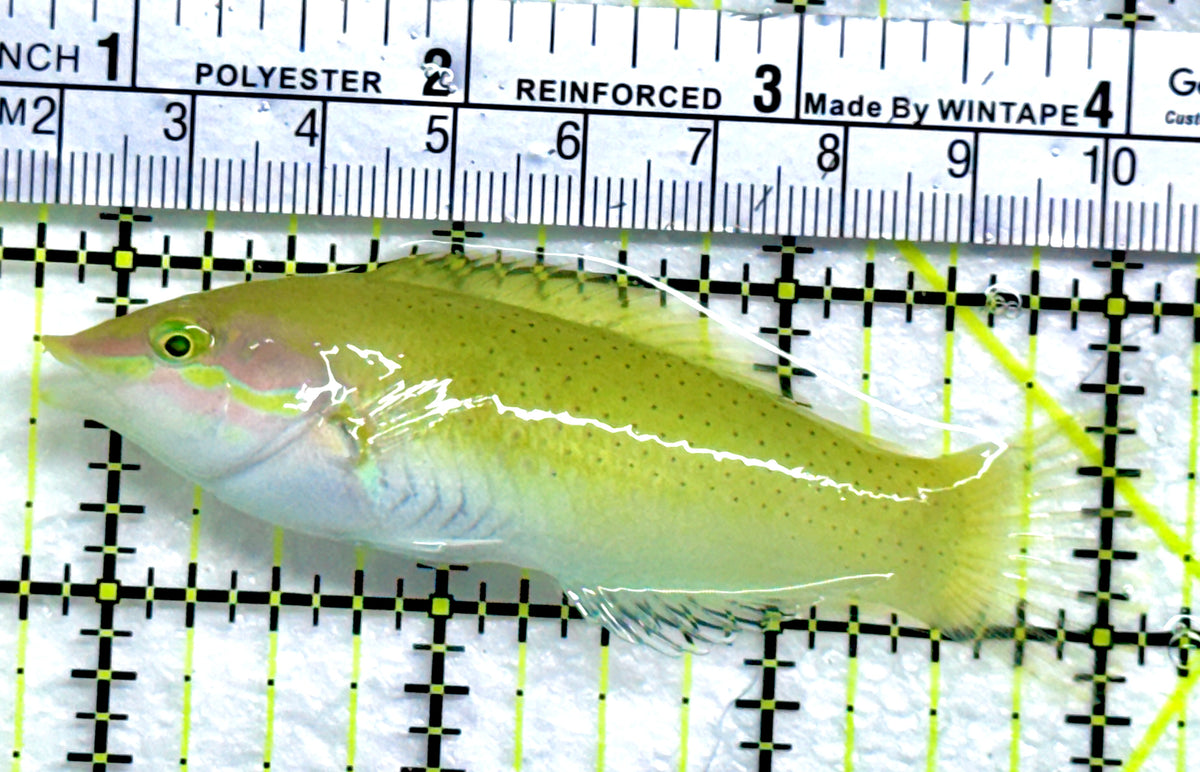 Green Coris Wrasse GCW091302 WYSIWYG Size: SHOW 3.25" approx