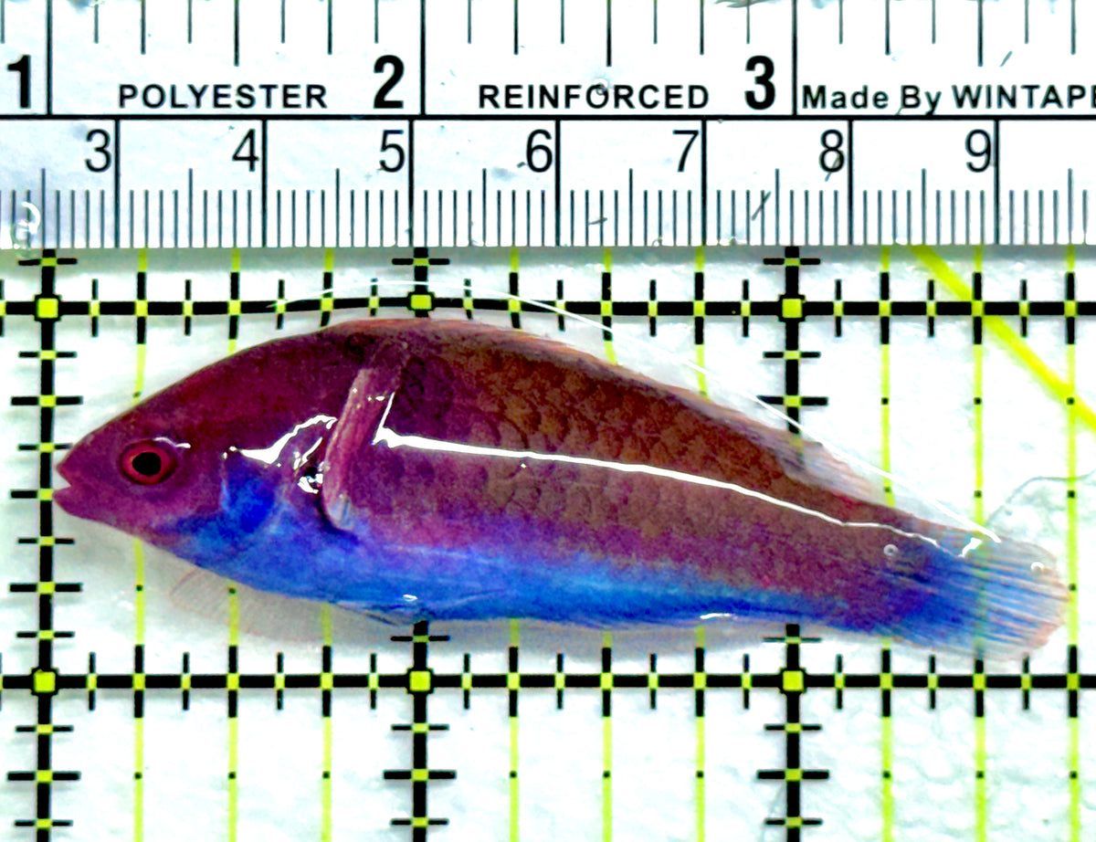 Blueside Fairy Wrasse BFW091301 WYSIWYG Size: L 2.75" approx