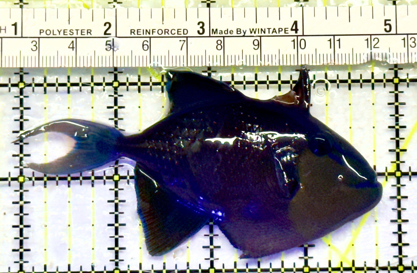 Niger Triggerfish NT0701401 WYSIWYG Size: ML 4"