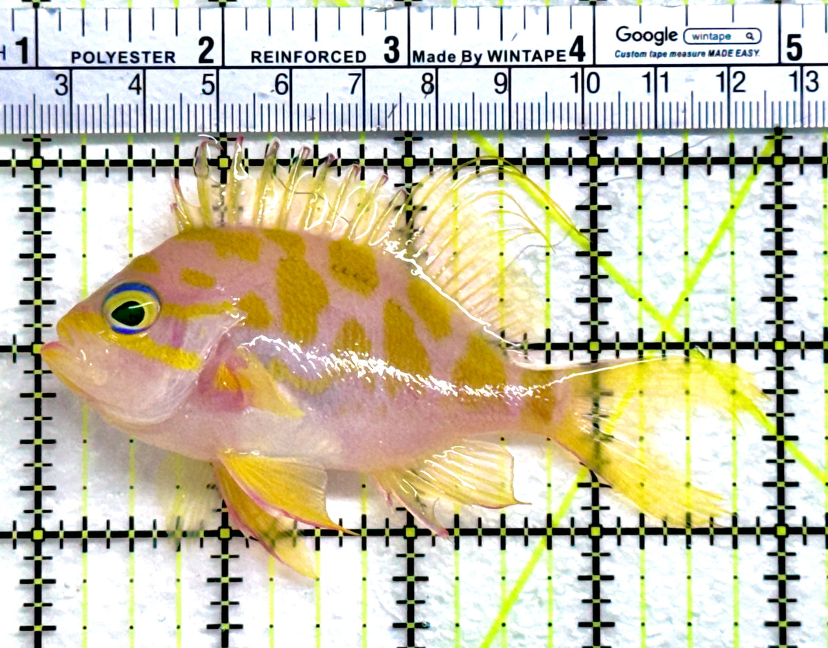 Borbonius Anthias BA091301 WYSIWYG Size: L 4" approx