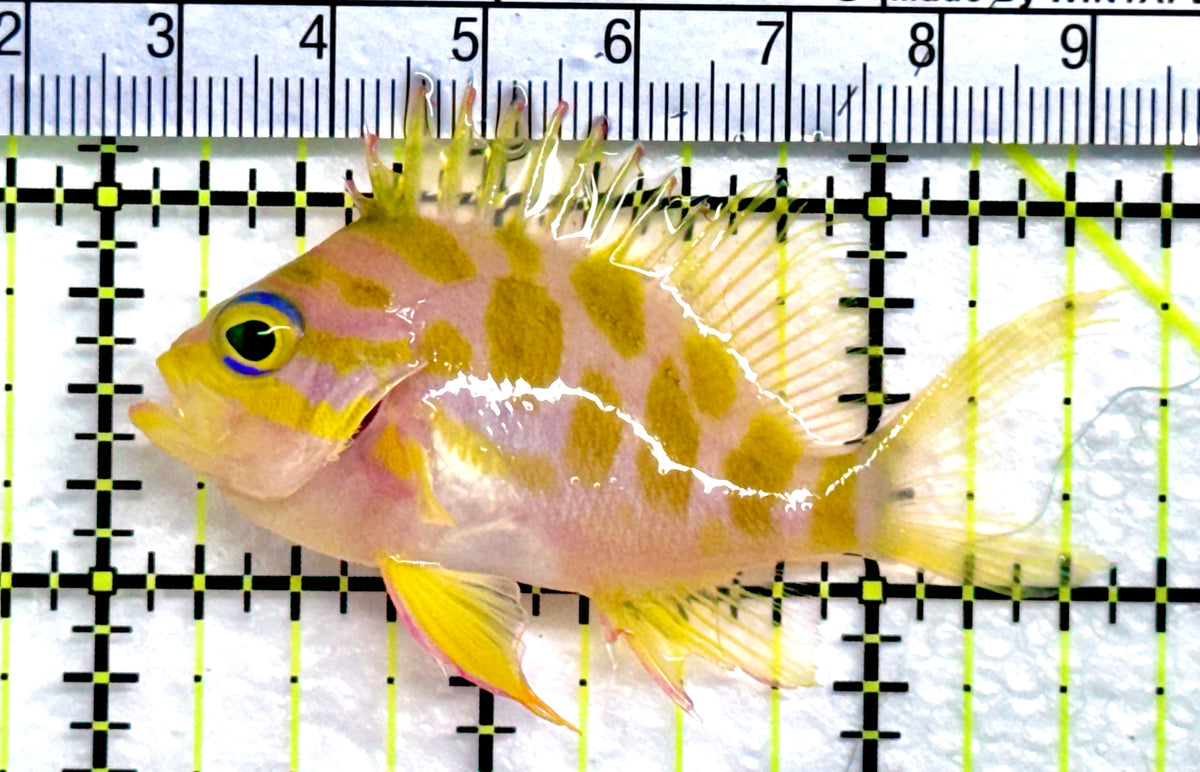 Borbonius Anthias BA091301 WYSIWYG Size: M 2.5" approx