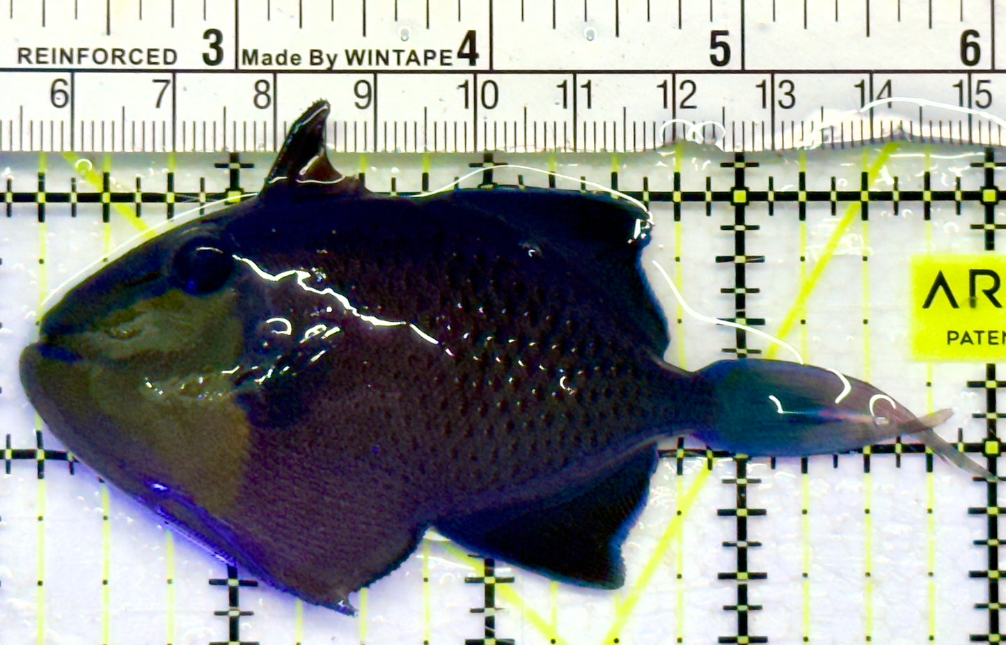 Niger Triggerfish NT0701402 WYSIWYG Size: ML 4"