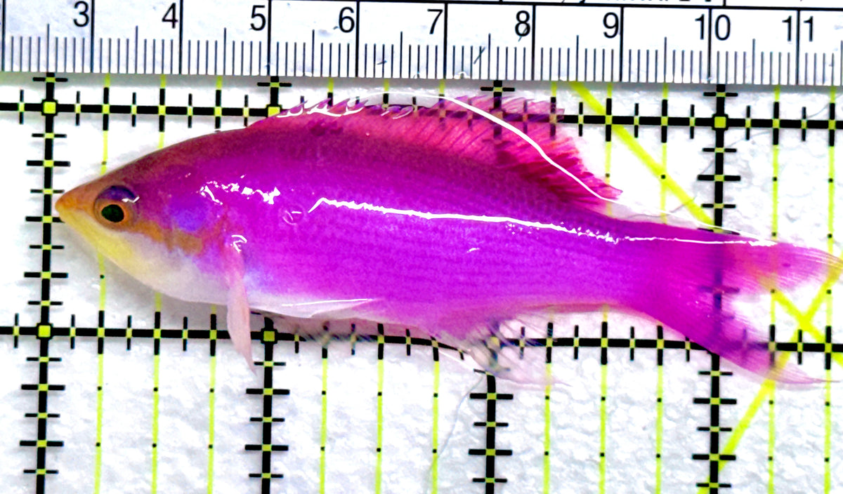 Purple Queen Anthias PQA091301 WYSIWYG Size: XL 3.5" approx