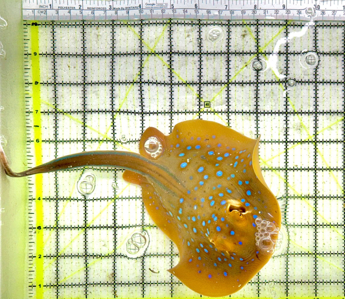 Blue Spotted Ribbon Tail Sting Ray (Circular Body Shape) BSRTSR091301 WYSIWYG Size: S 10" approx Head to Tail Tip