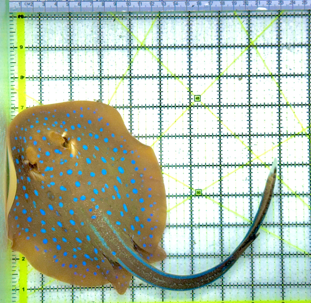 Blue Spotted Ribbon Tail Sting Ray (Circular Body Shape) BSRTSR091302 WYSIWYG Size: M 13" approx Head to Tail Tip