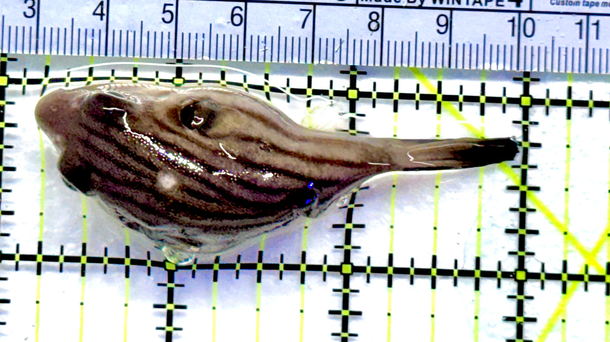 Manila Lined Pufferfish MLP091301 WYSIWYG Size: S 2.75" approx