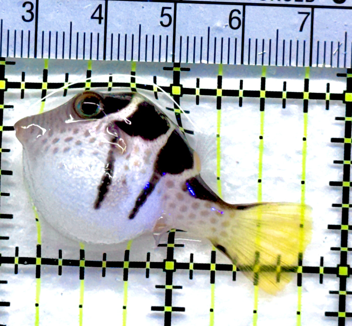 Valentini Toby Pufferfish VTP091301 WYSIWYG Size: S 1.75" approx