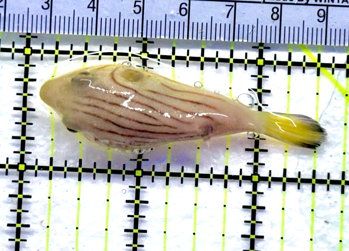 Manila Lined Pufferfish MLP091302 WYSIWYG Size: S 2.5" approx