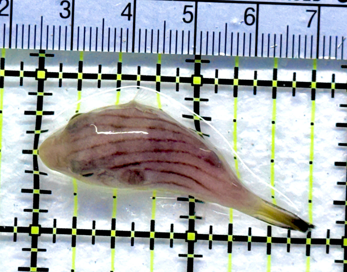 Manila Lined Pufferfish MLP091303 WYSIWYG Size: Tiny 1.75" approx