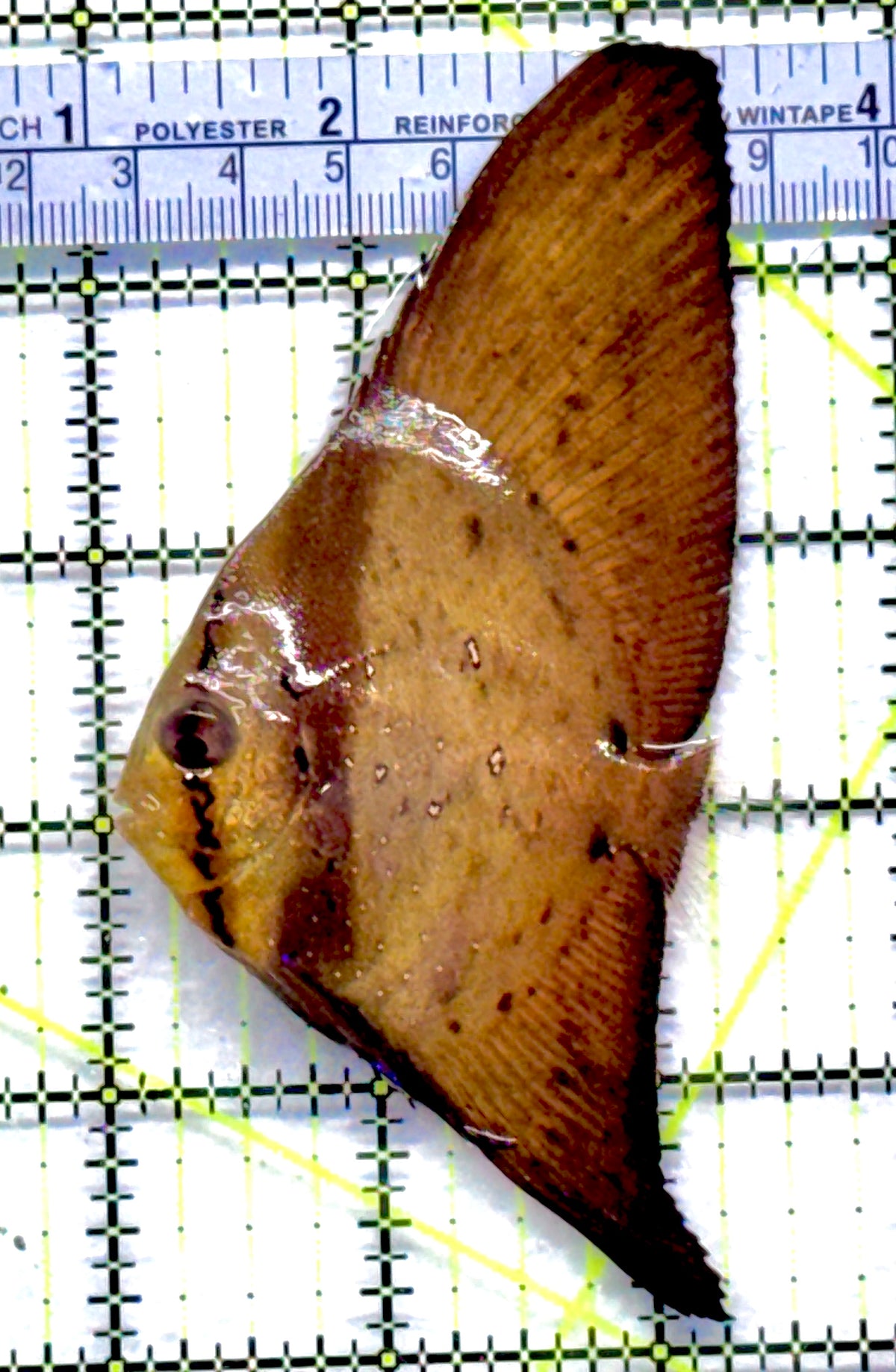 Orbic Batfish OB091301 WYSIWYG Size: S 2.25" approx
