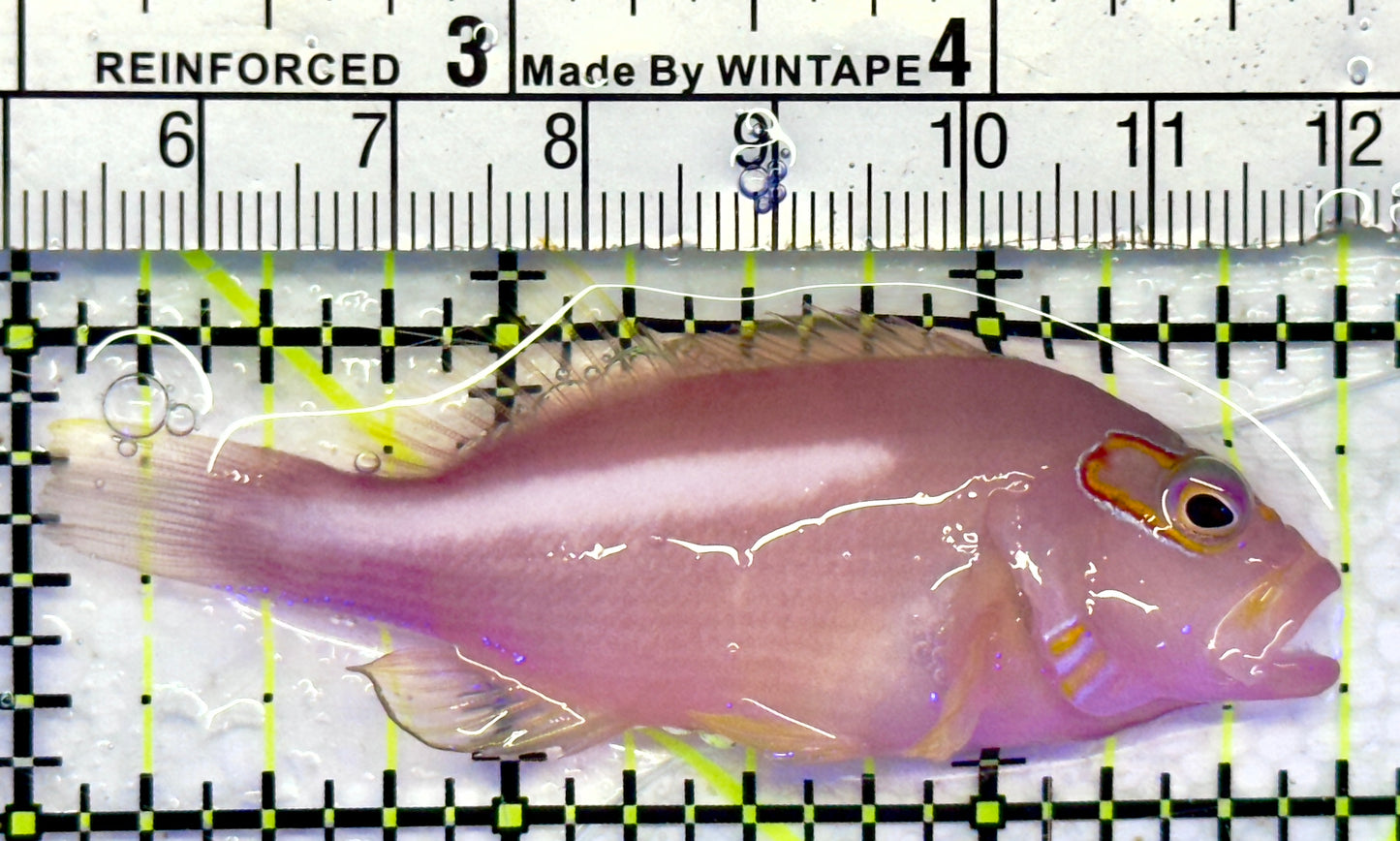 Arc-Eye Hawkfish AEH071401 WYSIWYG Size: L 2.75"