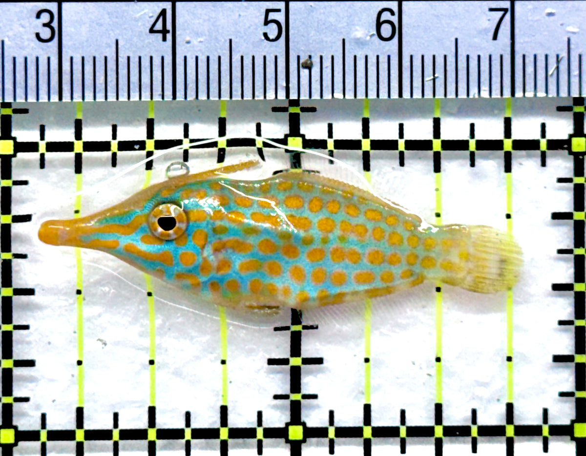 Orange Spotted Filefish OSF091301 WYSIWYG Size: M 1.75" approx
