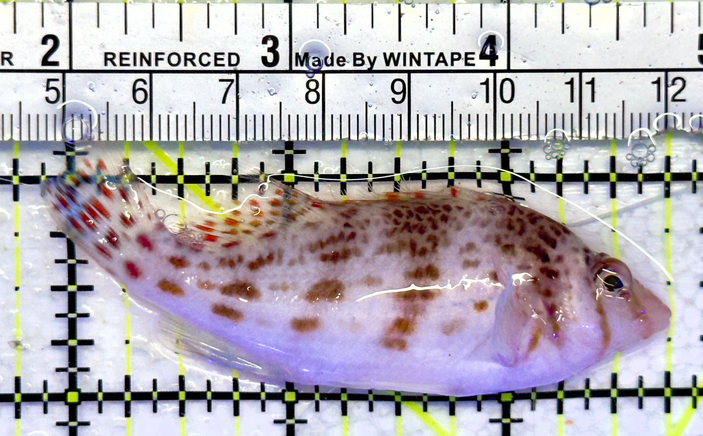 Falco Hawkfish FH071401 WYSIWYG Size: M 3"