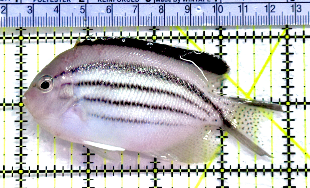 Lamarck Angelfish Female LAF091301 WYSIWYG Size: L 4"approx
