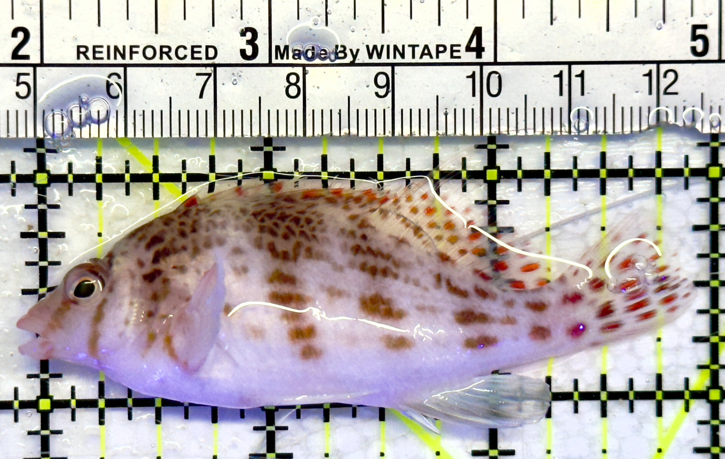 Falco Hawkfish FH071401 WYSIWYG Size: M 3"