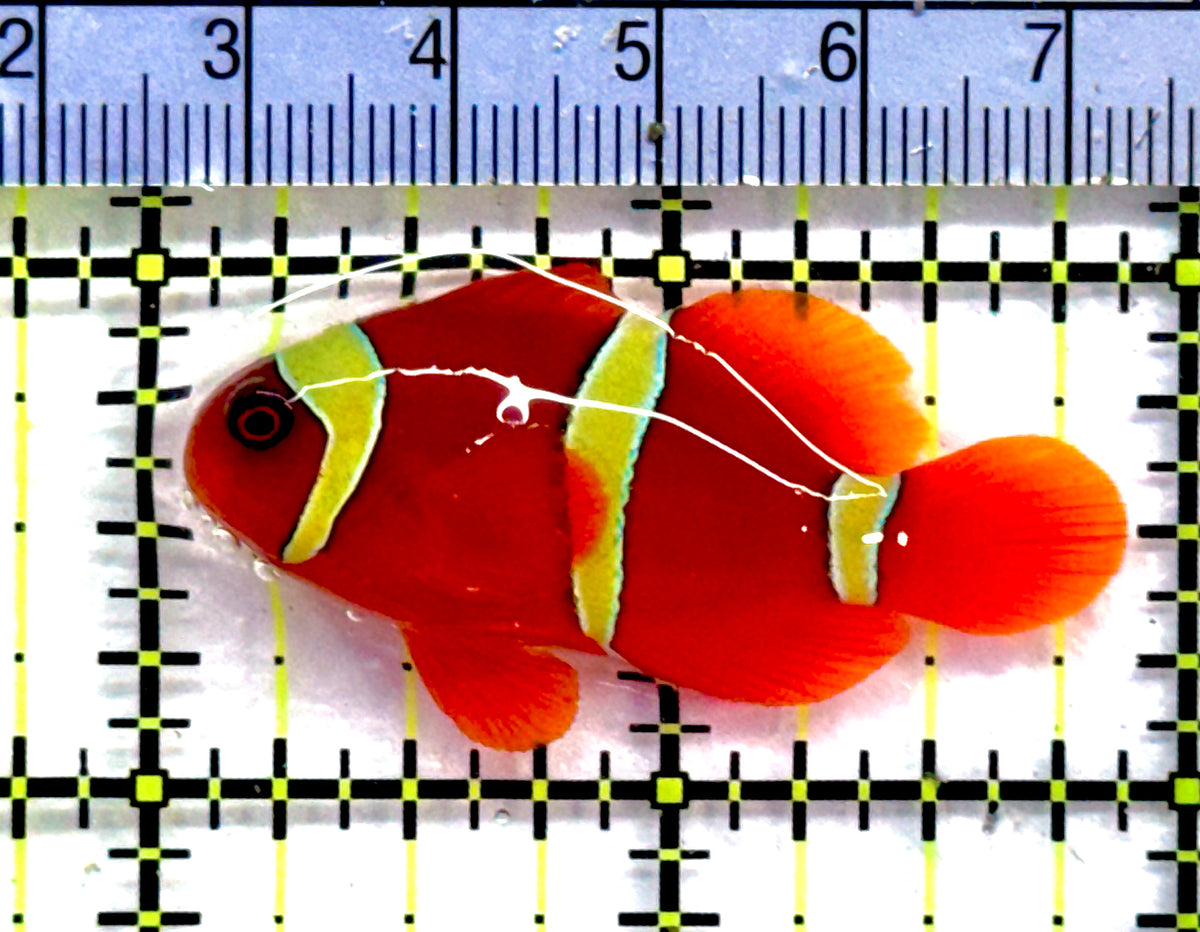 Gold Bar Maroon Clownfish Bali Grade A (Wild Caught) GBMCBG091301 WYSIWYG Size: M 2" approx