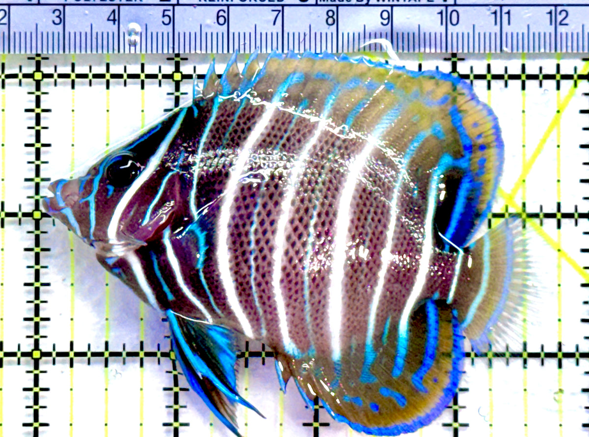 Koran Angelfish Juvenile KAJ091301 WYSIWYG Size: L 3.5" approx