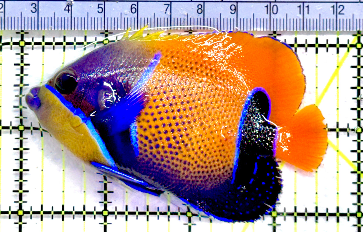 Majestic Angelfish MA091302 WYSIWYG Size: M 3.5" approx