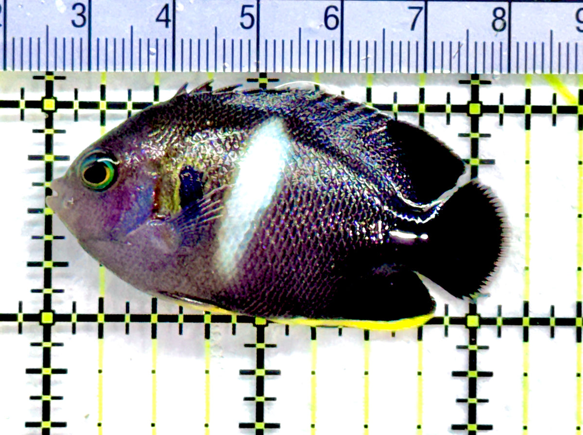 Keyhole Angelfish KA091301 WYSIWYG Size: ML 2.25" approx