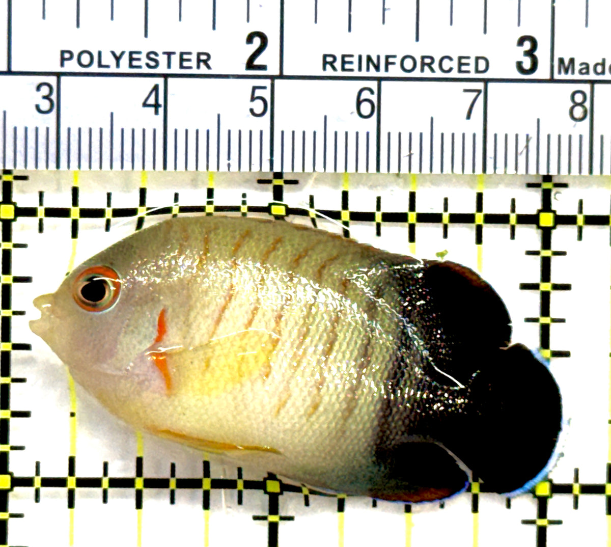 Eibli Angelfish EA091201 WYSIWYG Size: ML 2.25" approx