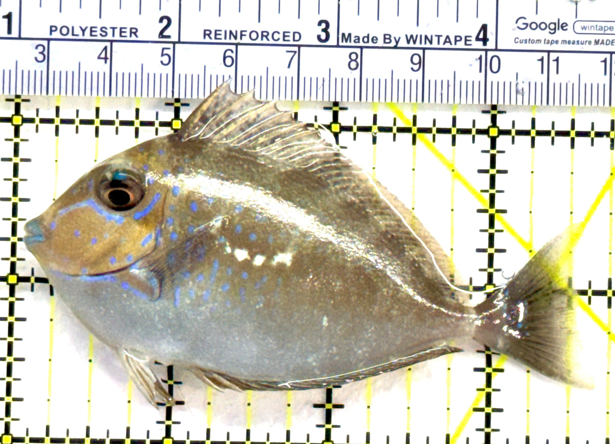 Vlamingi Unicorn Tang VUT091201 WYSIWYG Size: ML 3.5" approx