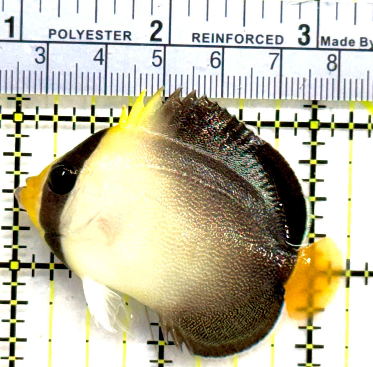 Singapore Angelfish SA091201 WYSIWYG Size: S 2.25" approx