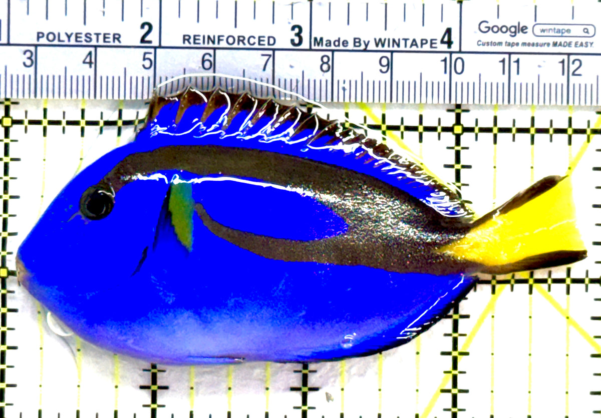 Blue Hippo Tang BHT091201 WYSIWYG Size: M 4" approx